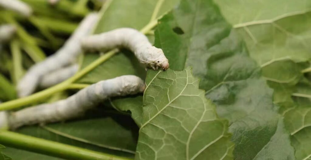 The Differences Between Mulberry Silkworm and Tussah Silk Tamed vs. Wild 2 feeding