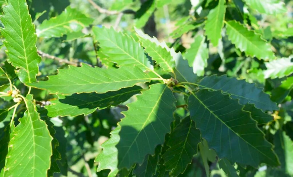The Differences Between Mulberry Silkworm and Tussah Silk Tamed vs. Wild 6 640