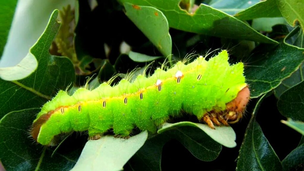 The Differences Between Mulberry Silkworm and Tussah Silk Tamed vs. Wild 3 Tussah