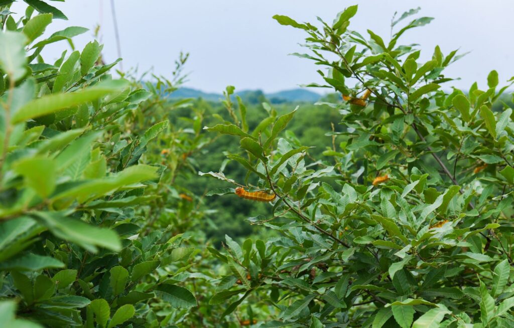 The Differences Between Mulberry Silkworm and Tussah Silk Tamed vs. Wild 5 Tussah silkworm