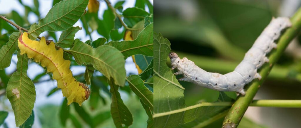 The Differences Between Mulberry Silkworm and Tussah Silk Tamed vs. Wild 4 Differences Between Mulberry Silkworms and Tussah Silk
